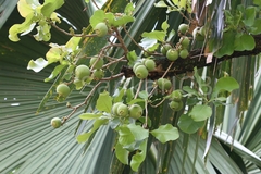 Careya arborea